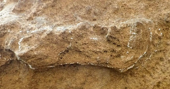 The 153,000-year-old footprint, lightly ringed with chalk, in the Garden Route National Park, South Africa; it appears long and narrow because the trackmaker dragged their heel. Image credit: Charles Helm.