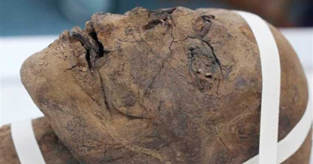 A Woмan Froм 2,000 Years Ago Was Identified By Her Beheaded Egyptian Muммy Head, Which Was Found In An Attic In Kent, England