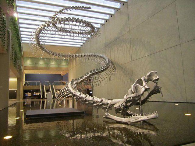 These enormous snake fossils date to a time period between 58 and 60 million years ago. - BAP NEWS