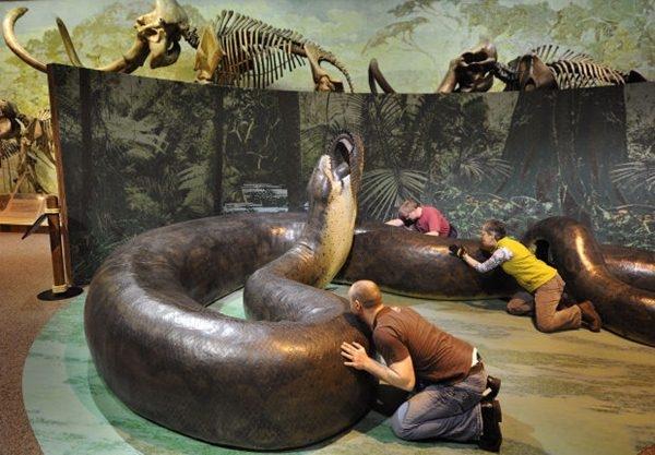 These enormous snake fossils date to a time period between 58 and 60 million years ago. - BAP NEWS