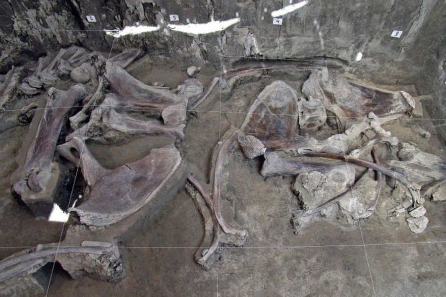 Hundreds of ancient mammoth skeletons were found buried under the site of a future airport in Mexico