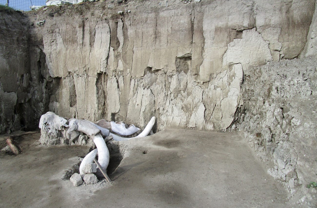 Hundreds of ancient mammoth skeletons were found buried under the site of a future airport in Mexico