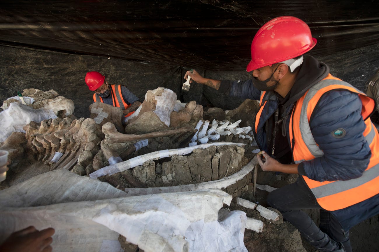 Hundreds of ancient mammoth skeletons were found buried under the site of a future airport in Mexico