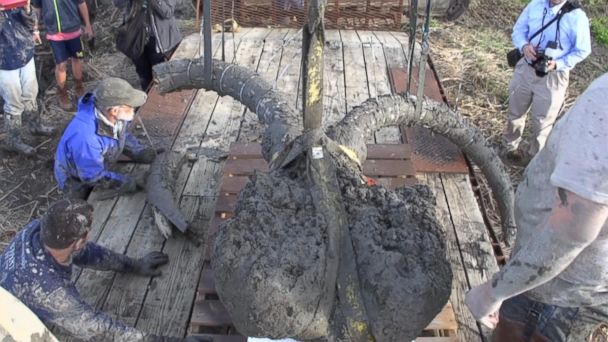 Incredible Discovery: Woolly Mammoth Fossil Found in the Field of a Michigan Farmer - BAP NEWS