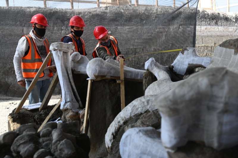 Mammoth Graveyard Unearthed At Mexico’s New Airport, May Be World’s Biggest Mammoth Graveyard