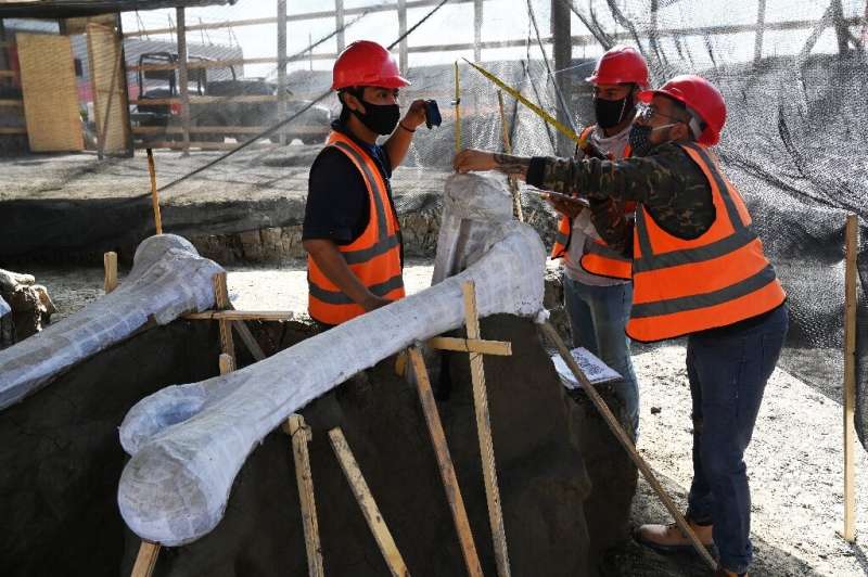 Mammoth Graveyard Unearthed At Mexico’s New Airport, May Be World’s Biggest Mammoth Graveyard