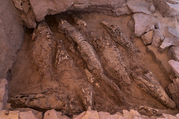 Unearthing Ancient Secrets: The Remarkable Crocodile Mummies of Qubbet el-Hawa