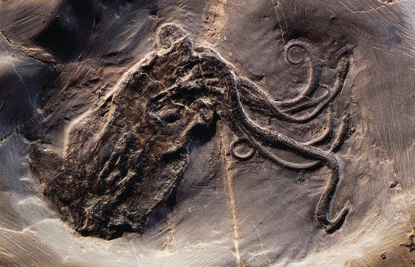 See the Best Fossil Octopus Ever Found