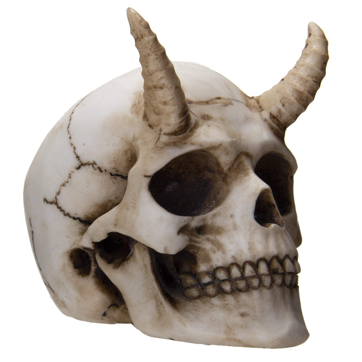 Ancient giant skull with 'horns' discovered during an archaeological excavation in Sayre in the 1880s - T-News