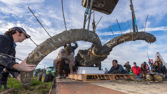 Incredible Discovery: Woolly Mammoth Fossil Found in the Field of a Michigan Farmer - BAP NEWS