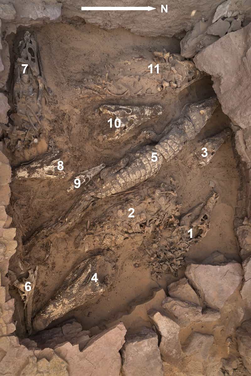 Unearthing Ancient Secrets: The Remarkable Crocodile Mummies of Qubbet el-Hawa