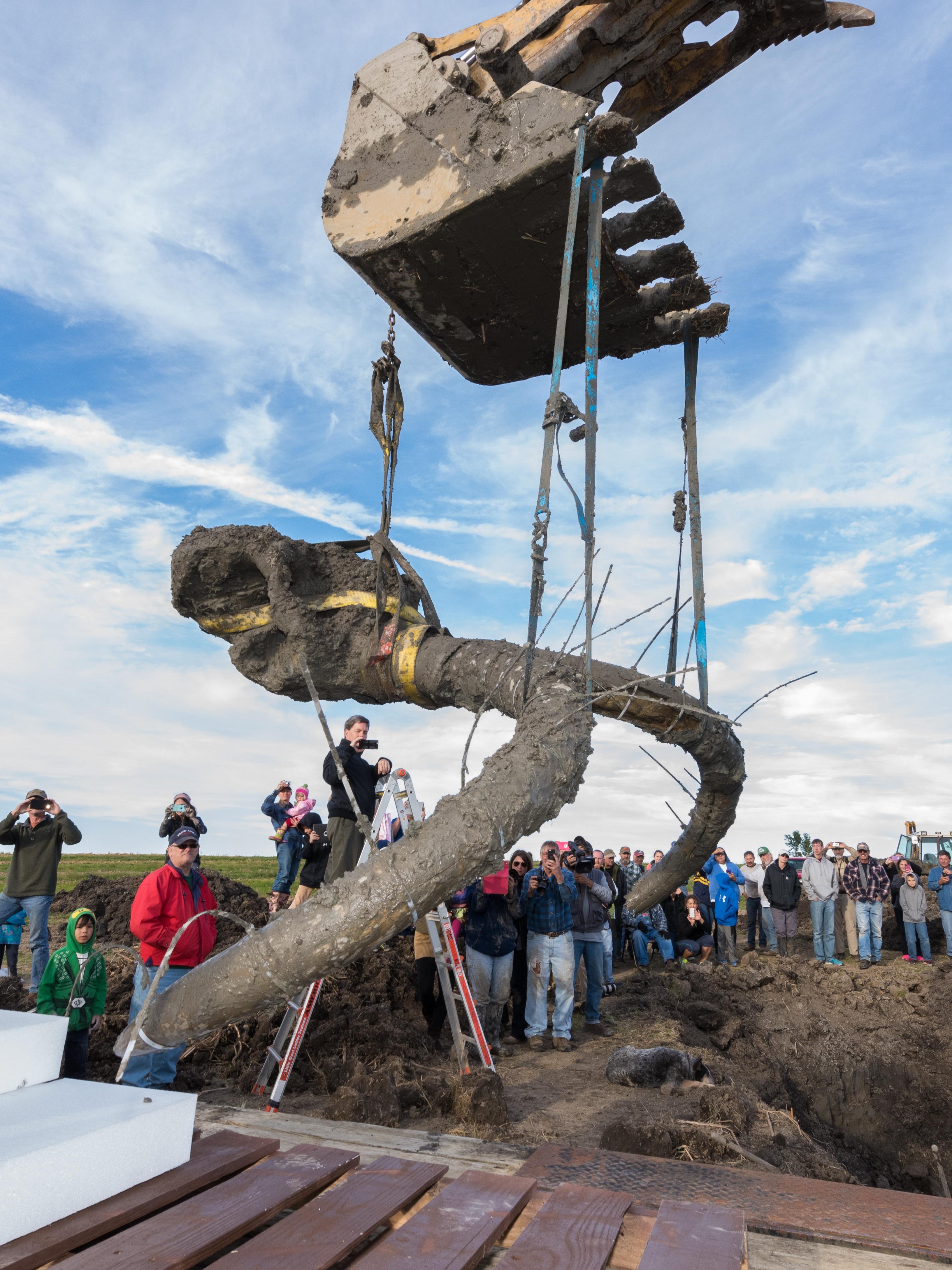 Incredible Discovery: Woolly Mammoth Fossil Found in the Field of a Michigan Farmer - BAP NEWS