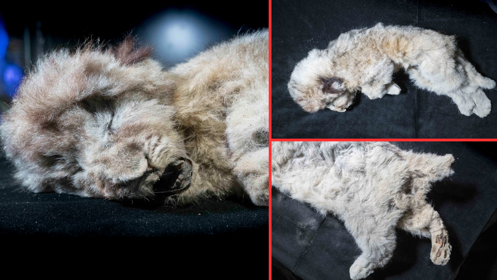 Perfectly Preserved Lion Cubs Found in Siberia, Believed to Have Died 44,000 Years Ago after Being Abandoned by Their Mother. - NY NEWS