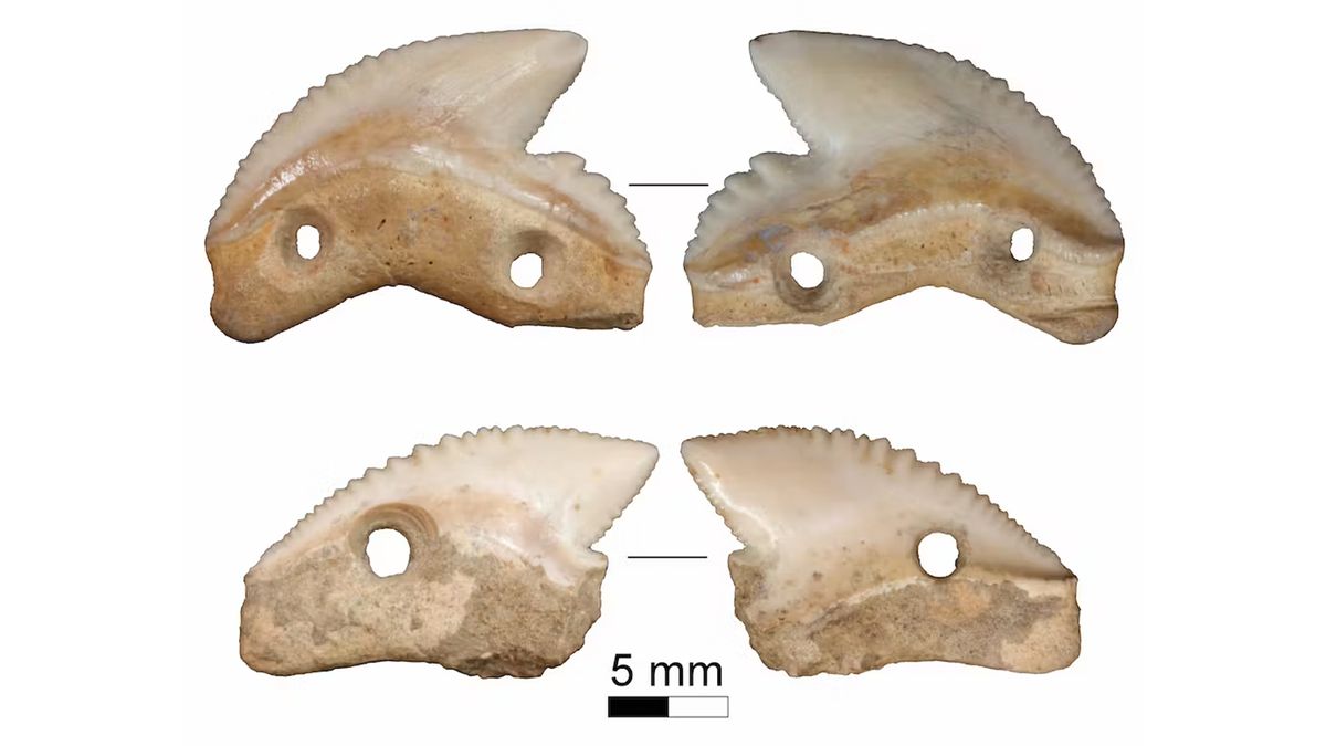 Shark teeth ‘blades’ were likely used for ritual or warfare in Indonesia 7,000 years ago