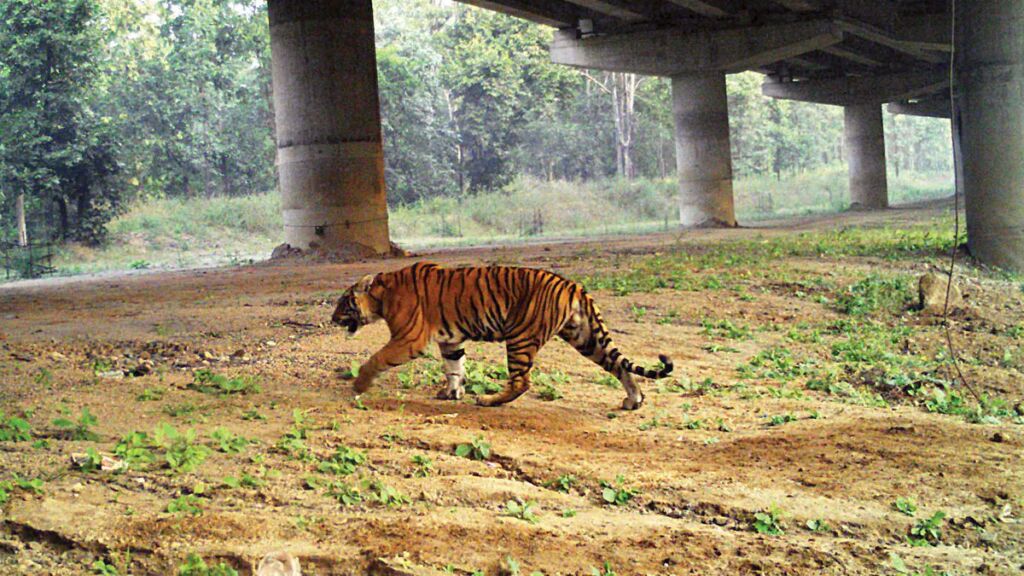 Innovative Infrastructure: India's 16-Kilometer Elevated Highway Fosters Wildlife Harmony