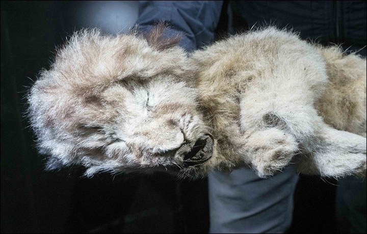 Perfectly Preserved Lion Cubs Found in Siberia, Believed to Have Died 44,000 Years Ago after Being Abandoned by Their Mother. - NY NEWS