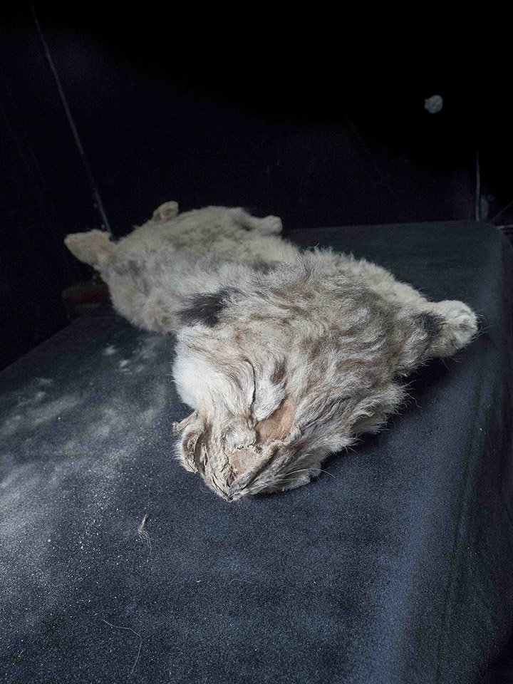 Perfectly Preserved Lion Cubs Found in Siberia, Believed to Have Died 44,000 Years Ago after Being Abandoned by Their Mother. - NY NEWS