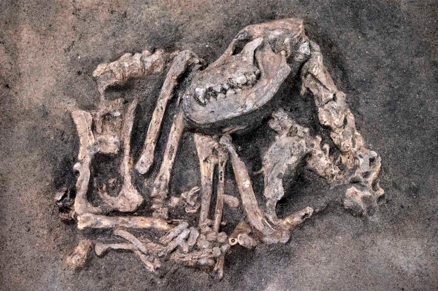 Faithful 8,400-year-old dog found buried with his master in Sweden