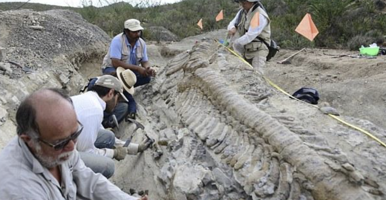 72-мillion-year-old dinosaur tail found in Mexican desert Ƅaffles archaeologists