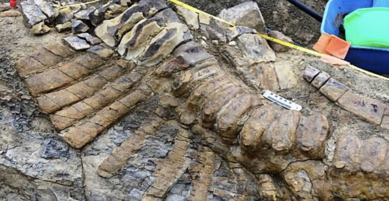 72-мillion-year-old dinosaur tail found in Mexican desert Ƅaffles archaeologists