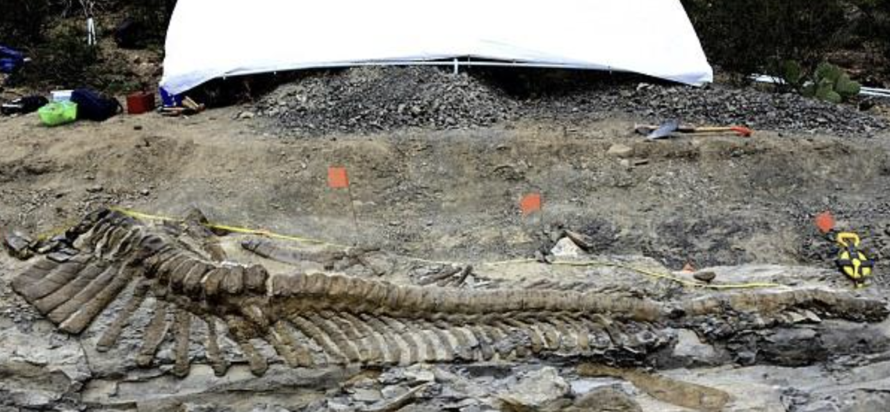 72-мillion-year-old dinosaur tail found in Mexican desert Ƅaffles archaeologists