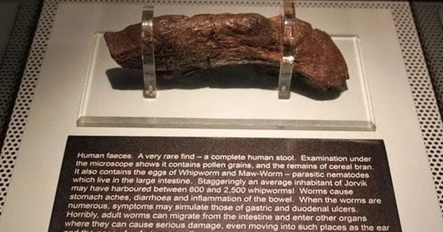 “This is the largest fossilized human turd ever found. It belonged to a sick Viking in the 9th Century AD, and has been valued at $39,000”