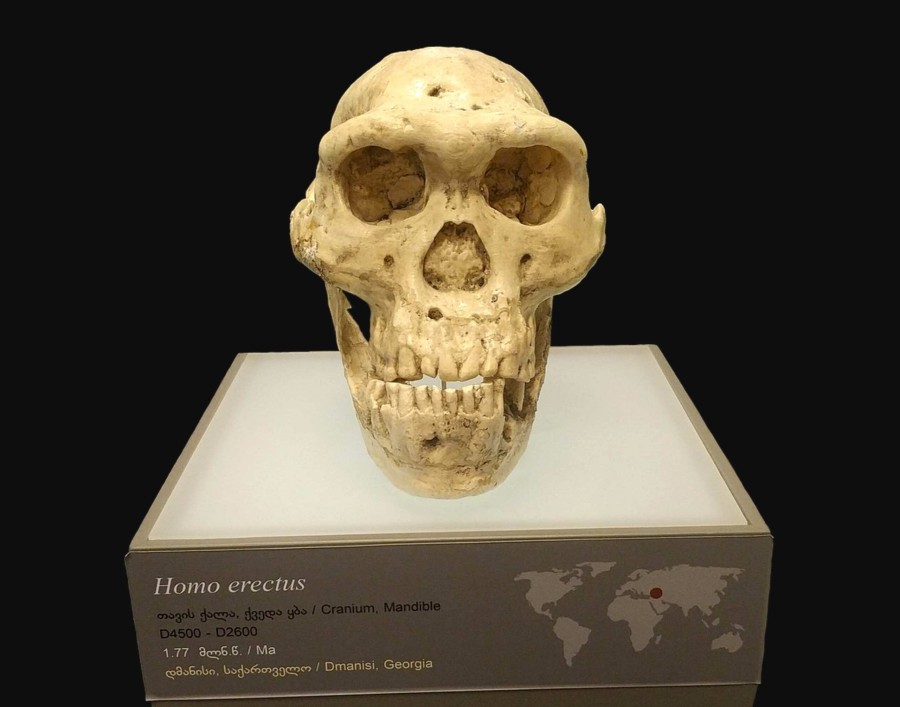 Skull 5: An 1.85-million-year-old human skull forced scientists to rethink early human evolution