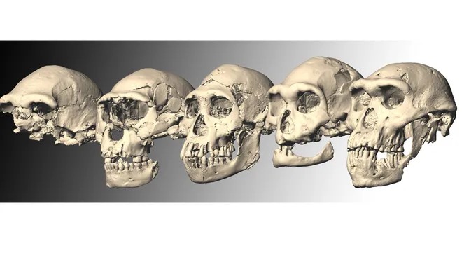 Skull 5: An 1.85-million-year-old human skull forced scientists to rethink early human evolution