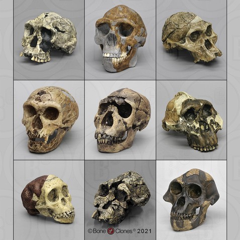 Skull 5: An 1.85-million-year-old human skull forced scientists to rethink early human evolution