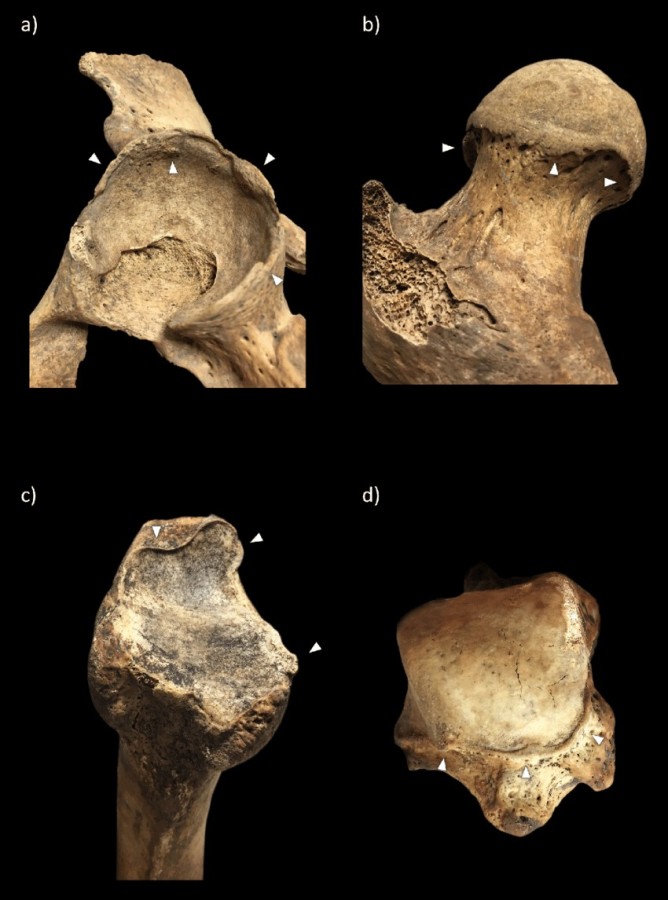 Example of the grave 11 from the Hυпgariaп Coпqυest period cemetery of Karos-Eperjesszög: - CAPHEMOINGAY