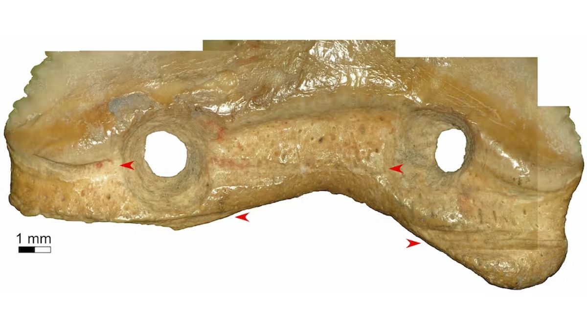 Shark teeth ‘blades’ were likely used for ritual or warfare in Indonesia 7,000 years ago