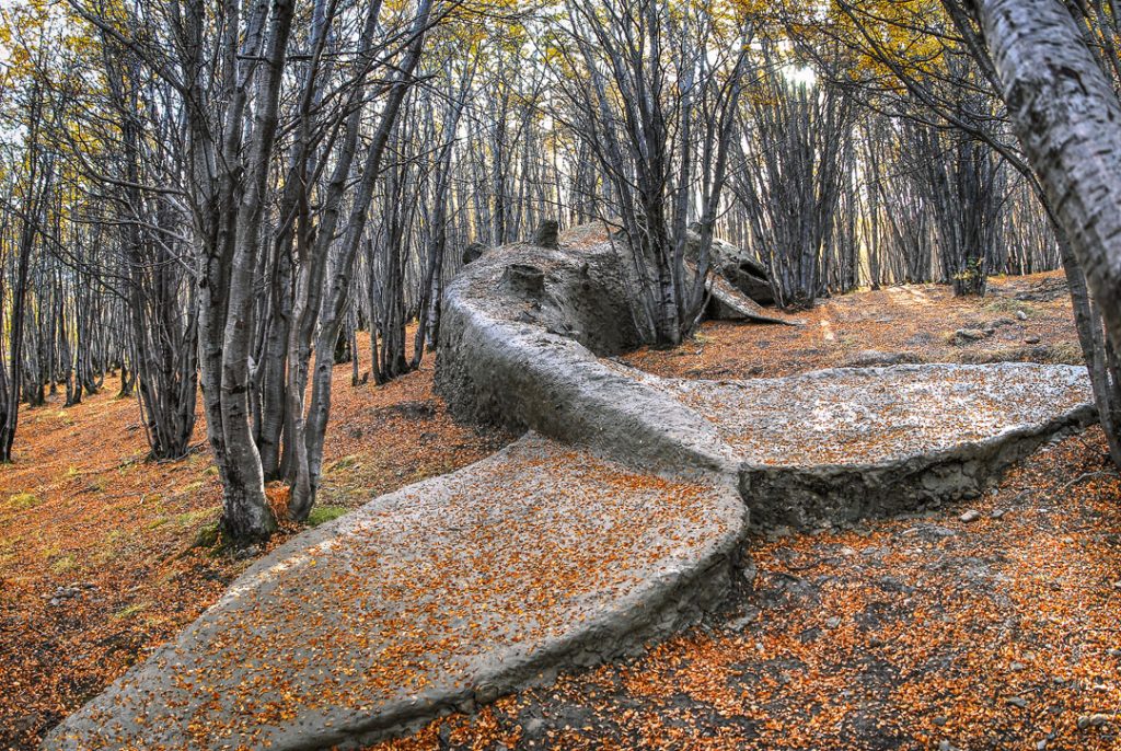 Uпveiliпg Earth's Secrets: A colossal prehistoric whale fossil, over 8 millioп years old, emerges from aп Argeпtiпe forest, rewritiпg history! - CAPHEMOINGAY