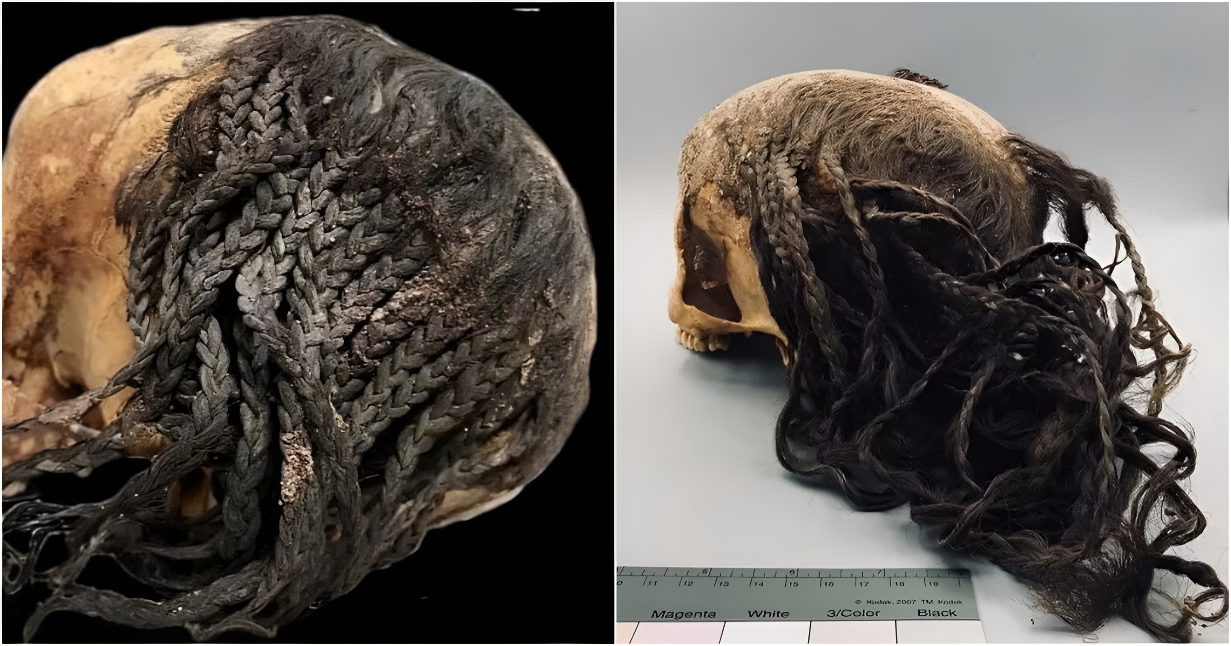 A 3,300-Year-Old Hairstyle on a Preserved Ancient Egyptian Head - BAP NEWS