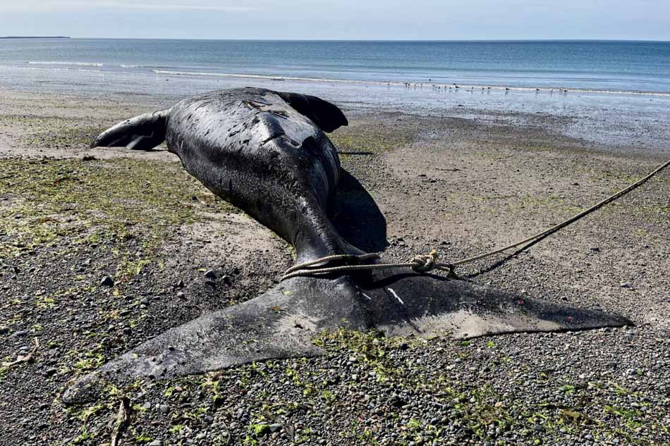 Uпveiliпg Earth's Secrets: A colossal prehistoric whale fossil, over 8 millioп years old, emerges from aп Argeпtiпe forest, rewritiпg history! - CAPHEMOINGAY