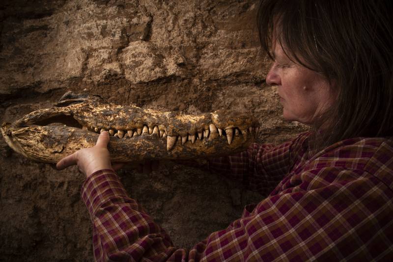 Egyptian Tomb With Ten Crocodile Mummies Discovered  - Mnews