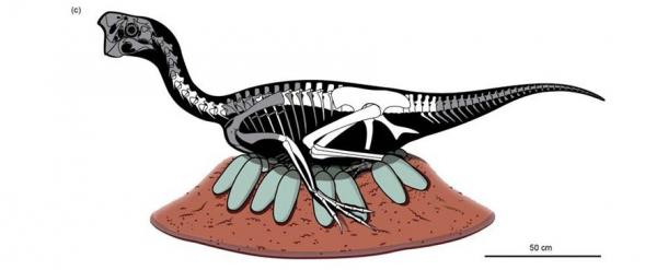 The world's first fossil discovery shows a dinosaur sitting on an egg nest like a bird - T-News