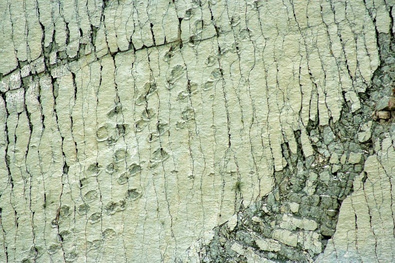 Cal Orcko: A 300 Feet Wall With Over 5,000 Dinosaur Footprints