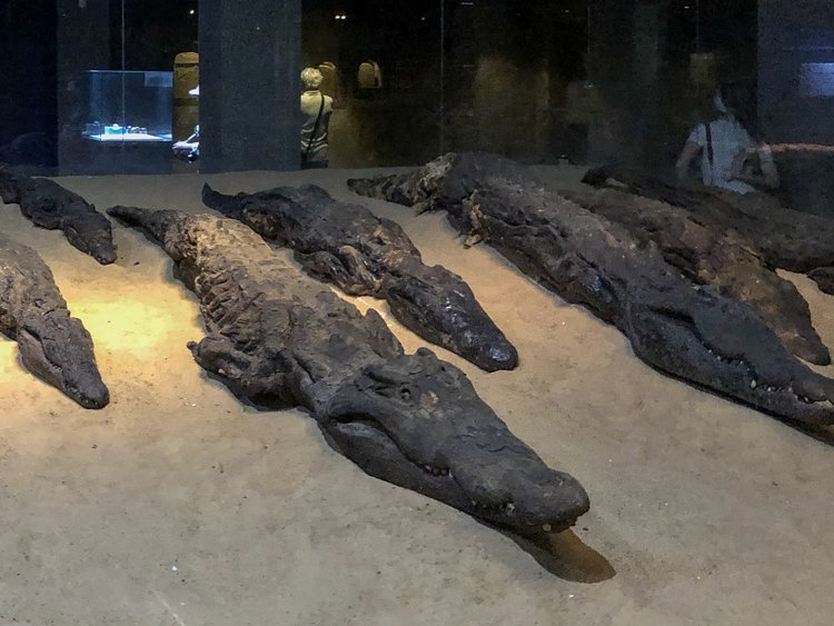 The Mummified Animals of Ancient Egypt