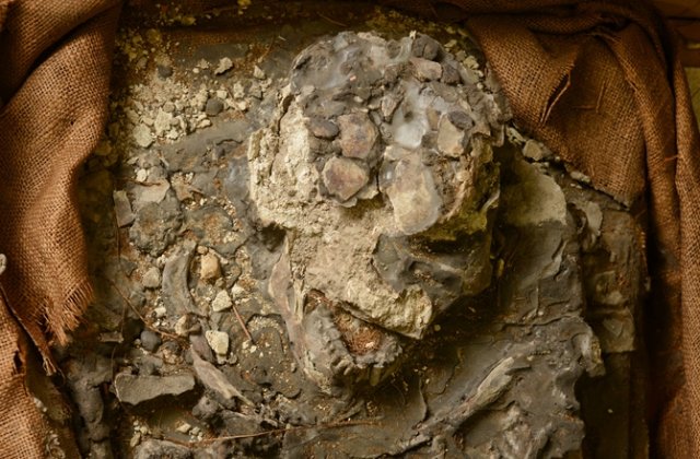 A remarkable 6,500-year-old skeleton, dubbed the “Noah” skeleton, has been rediscovered, revealing a survivor of the Great Flood concealed within a museum