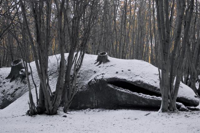 A Strange Giant Whale Fossil Stranded in the Argentine Forest Was Found by People Dating Back More Than 8 Million Years - BYA NEWS